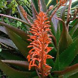 Aloe petrophila ©JL P1250313.JPG